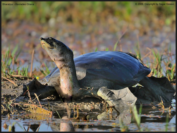 Soft Shell Turtles
