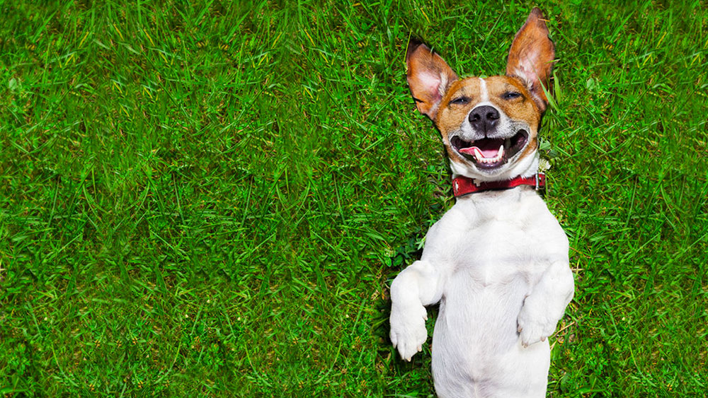 best cbd oil for dogs