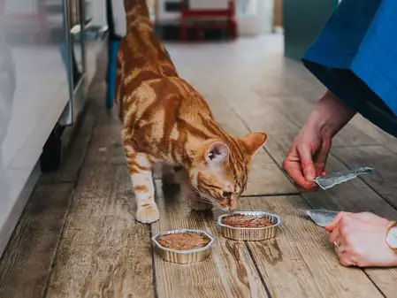 cat food for sensitive stomachs
